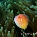 anemonefish_pink_bs_h_0705_png485.jpg